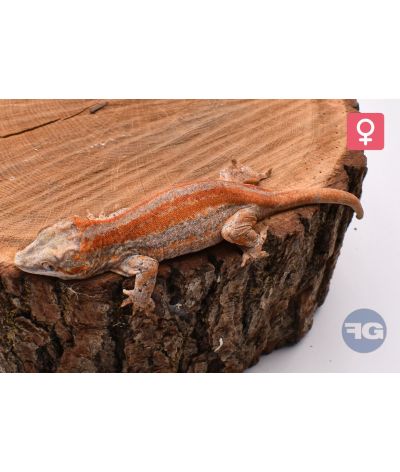 Rhacodactylus auriculatus Red Stripe Femelle