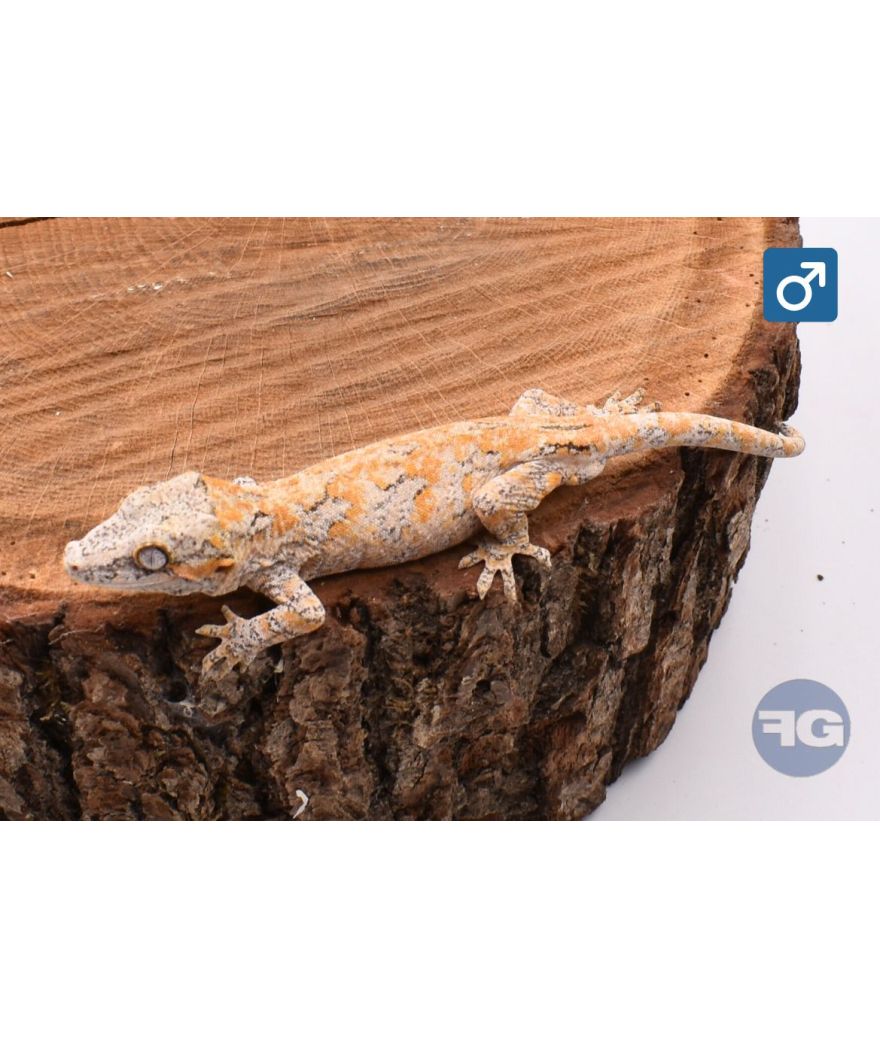 Rhacodactylus auriculatus Orange réticulé Mâle