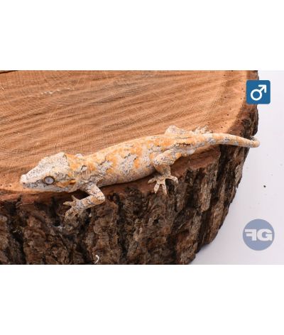 Rhacodactylus auriculatus Orange réticulé Mâle