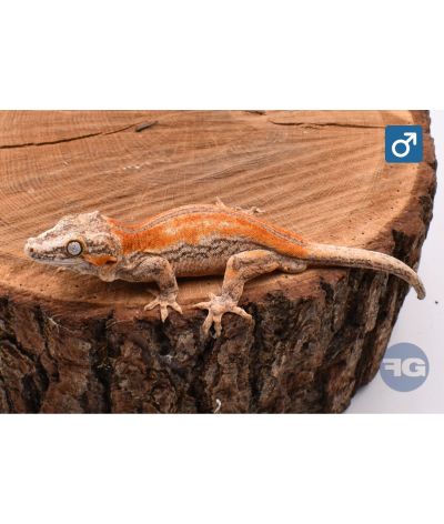 Rhacodactylus auriculatus Red Stripe Mâle
