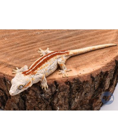 Rhacodactylus auriculatus Red Stripe Non sexé