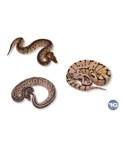 Python regius mix mutations premium 30-45cm