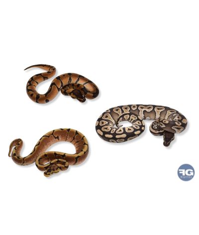 Python regius mix mutations 30-45cm