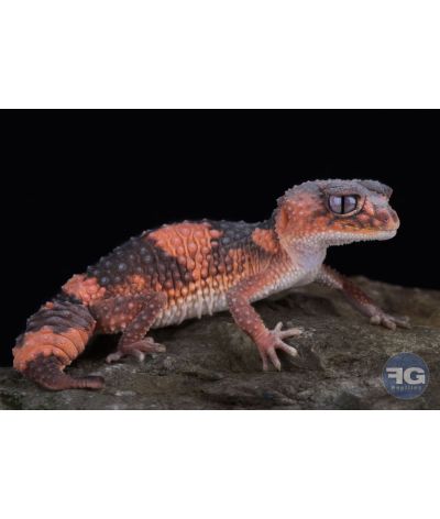 Nephrurus wheeleri cinctus