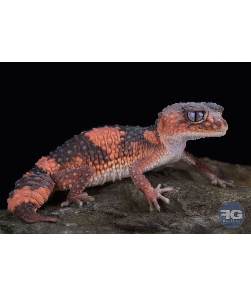 Nephrurus wheeleri cinctus