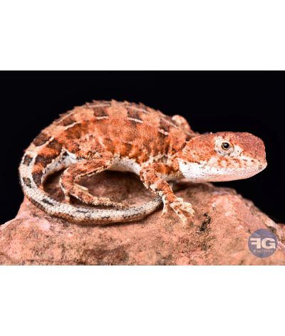 Tympanocryptis centralis NC 2025