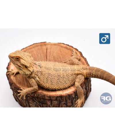 Pogona vitticeps Classique Mâle adulte 2