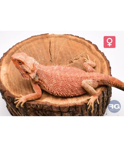 Pogona vitticeps Red Hypo Femelle adulte