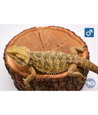 Pogona vitticeps Classique Mâle adulte 1