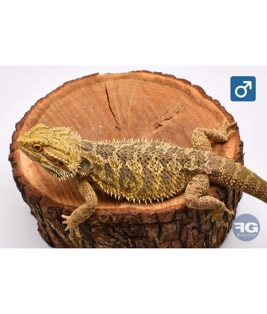 Pogona vitticeps Classique Mâle adulte 1