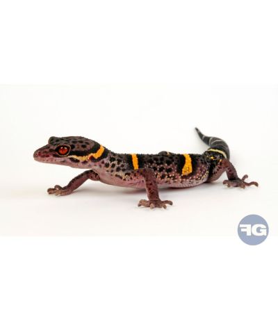 Goniurosaurus hainanensis NC 2025