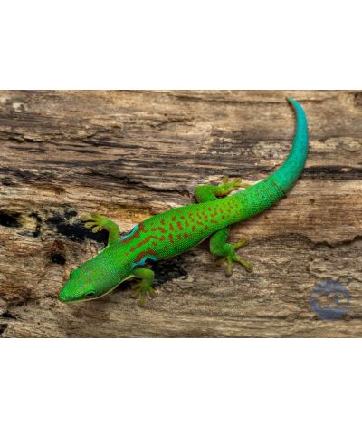 Phelsuma quadriocellata