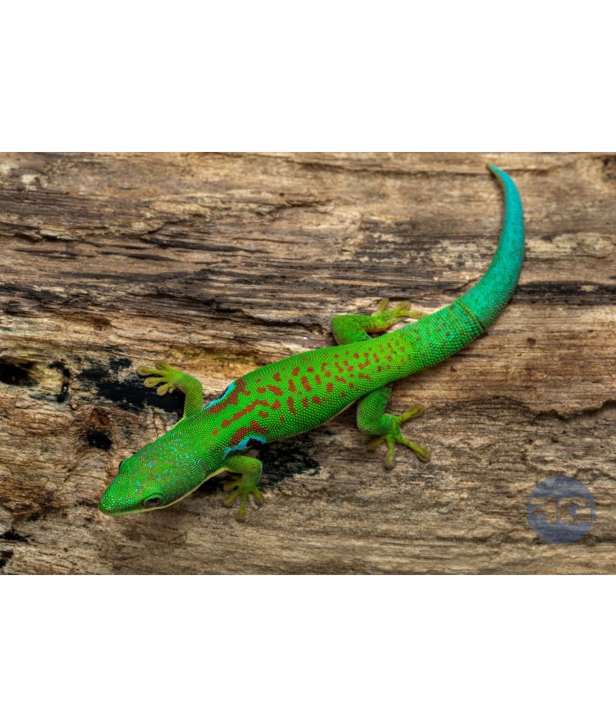 Phelsuma quadriocellata