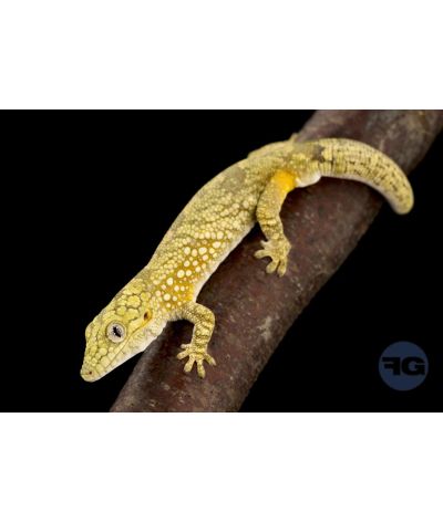 Eurydactylodes agricolae