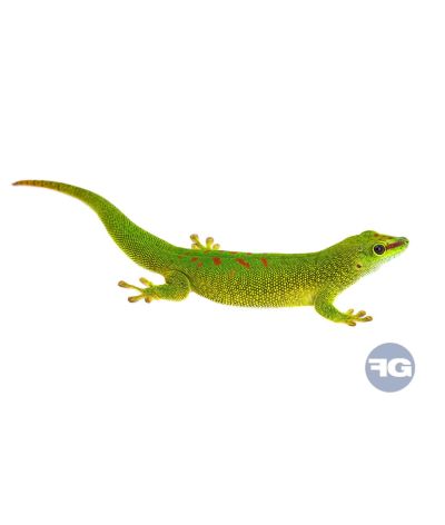 Phelsuma grandis classique - Jeune non sexé