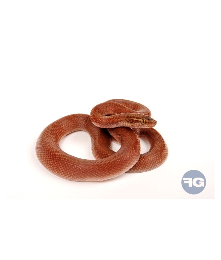 Boaedon capensis Red Kenya