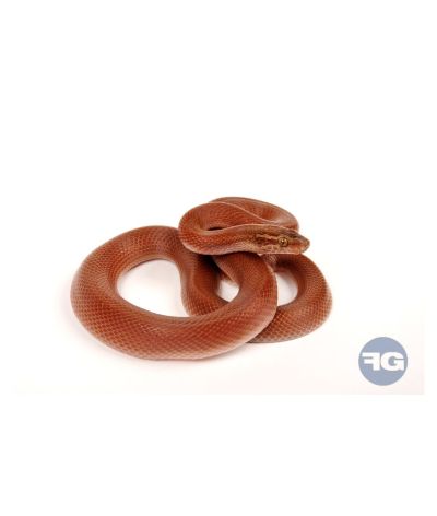 Boaedon capensis Red Kenya