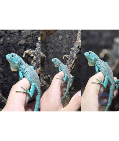Iguana iguana (Iguane) bleu