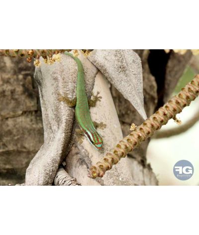 Phelsuma inexpectata Femelle