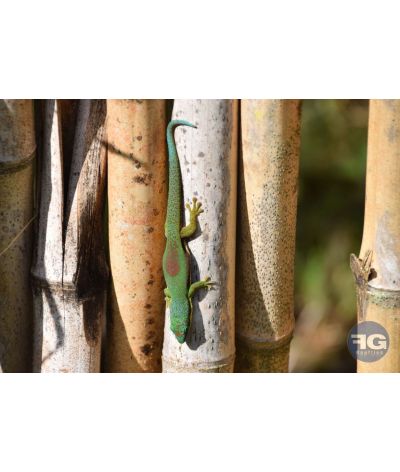 Phelsuma lineata bombetokensis