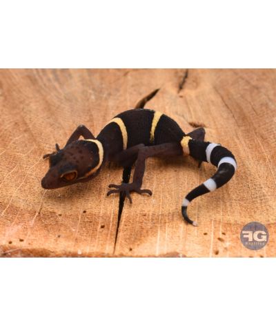 Goniurosaurus hainanensis NC 2025