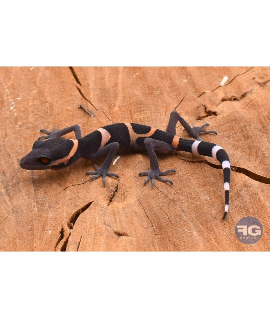Goniurosaurus lui juvénile