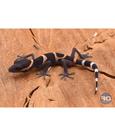 Goniurosaurus lui juvénile