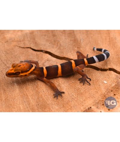 Goniurosaurus bawanglingensis juvénile