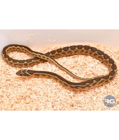 Hemorrhois hippocrepis femelle née en captivité