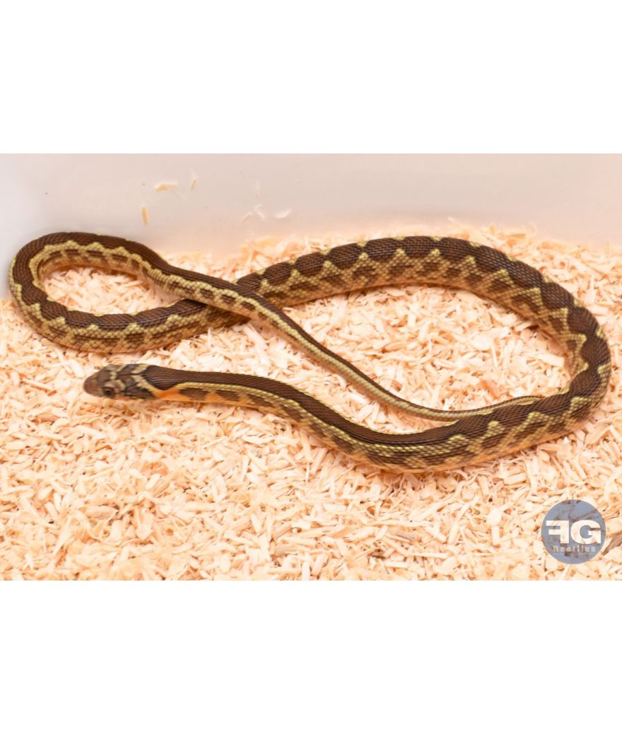 Hemorrhois hippocrepis femelle née en captivité