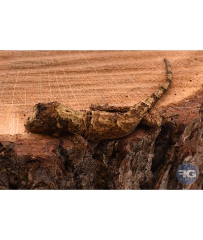 Rhacodactylus (Mniarogekko) chahoua Pine Island 1