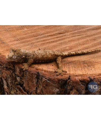 Rhacodactylus (Mniarogekko) chahoua Pine Island 2