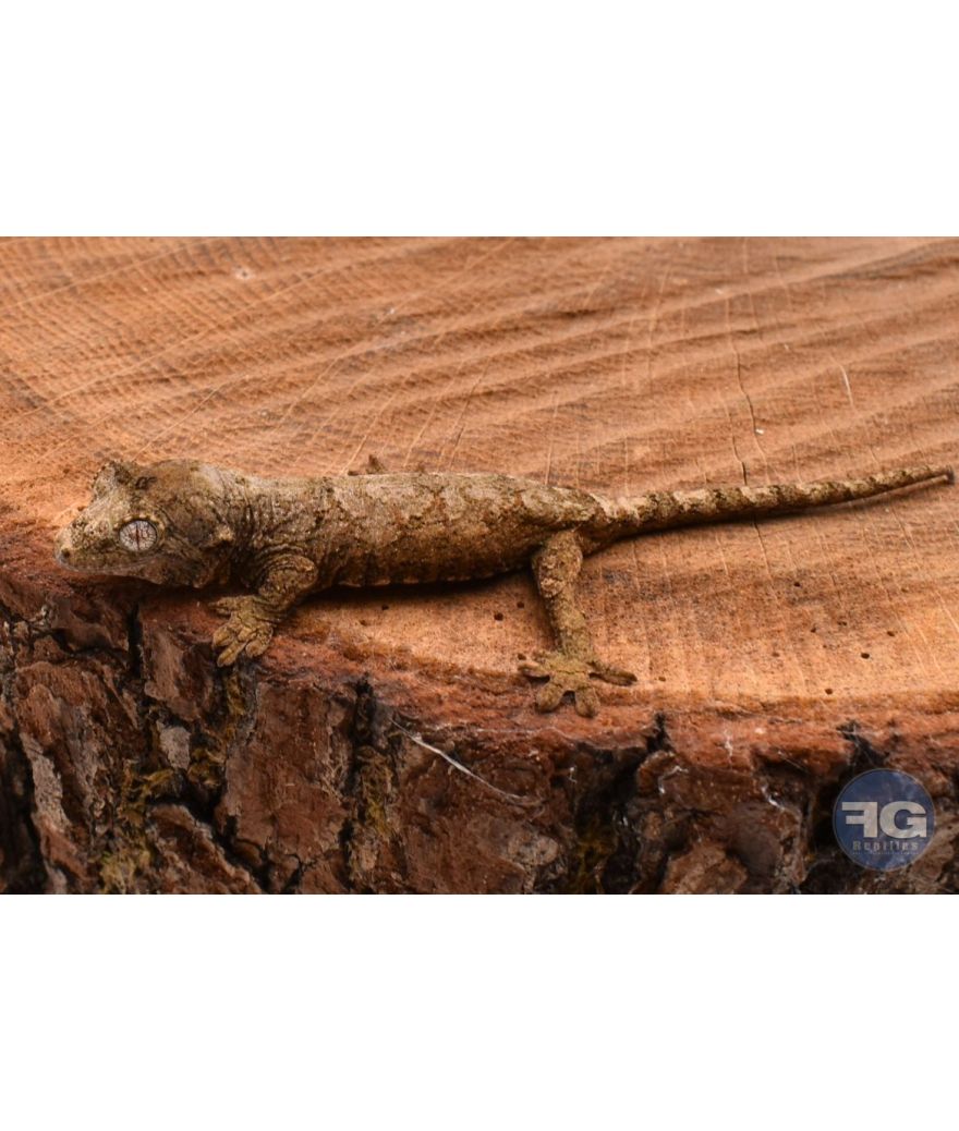 Rhacodactylus (Mniarogekko) chahoua Pine Island 2
