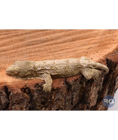 Rhacodactylus leachianus Localité Moro 1