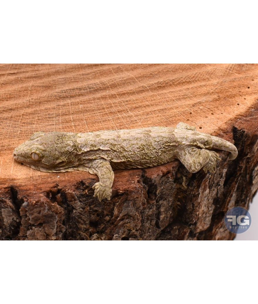 Rhacodactylus leachianus Localité Moro 1