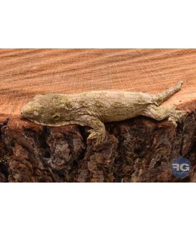 Rhacodactylus leachianus Localité Moro 2