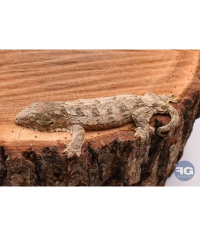 Rhacodactylus leachianus Localité Mont Koghi