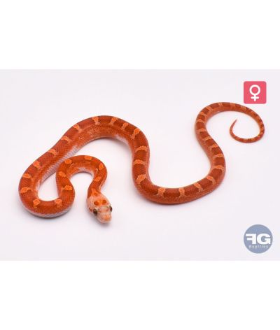 Pantherophis guttatus Hypo Bloodred Piedsided Femelle