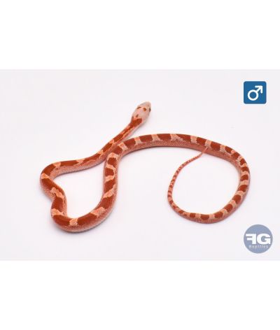 Pantherophis guttatus Hypo Bloodred Piedsided Mâle