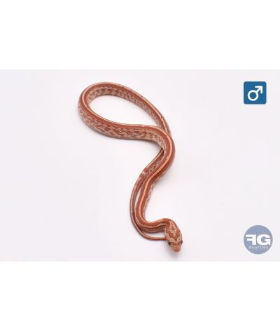 Pantherophis guttatus Hypo Tessera Mâle