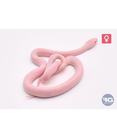 Pantherophis guttatus Blizzard Bloodred Piedsided Femelle