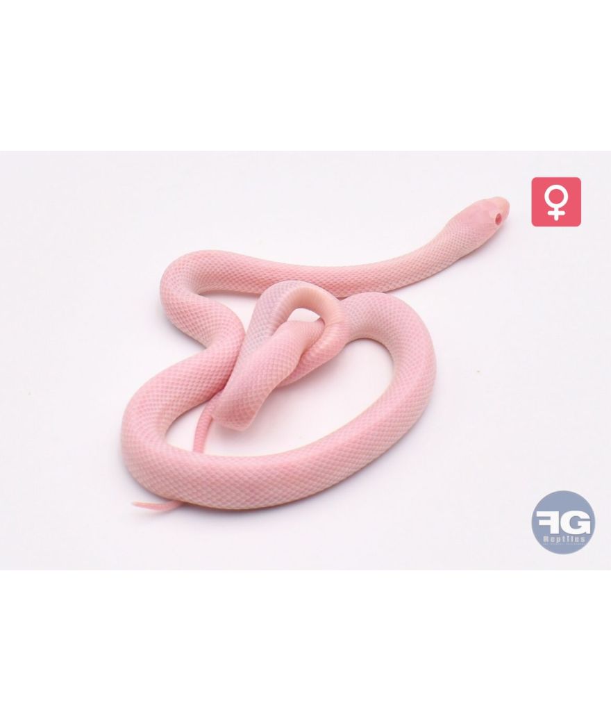 Pantherophis guttatus Blizzard Bloodred Piedsided Femelle