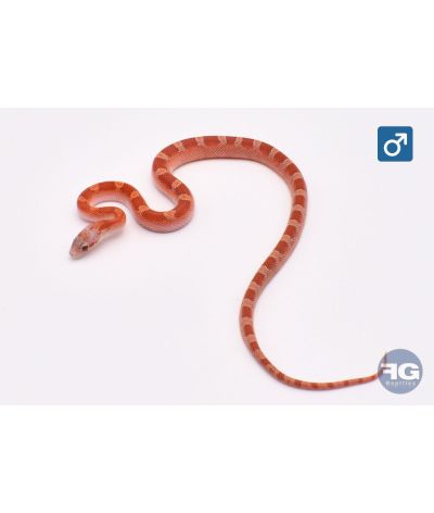 Pantherophis guttatus Lava Bloodred Piedsided Mâle