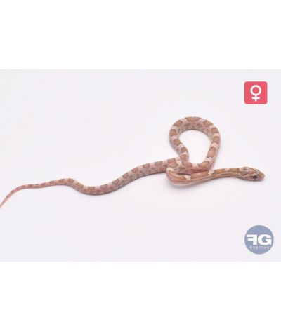 Pantherophis guttatus Lava Kastanie Femelle