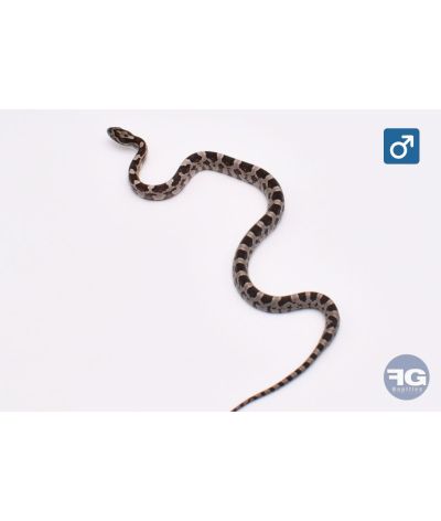Pantherophis guttatus Anery Mâle