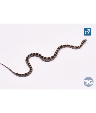 Pantherophis guttatus Anery Mâle 2