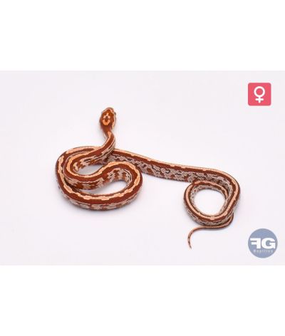 Pantherophis guttatus Hypo TesseraFemelle