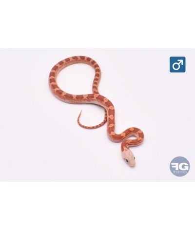 Pantherophis guttatus Hypo Bloodred Piedsided Mâle
