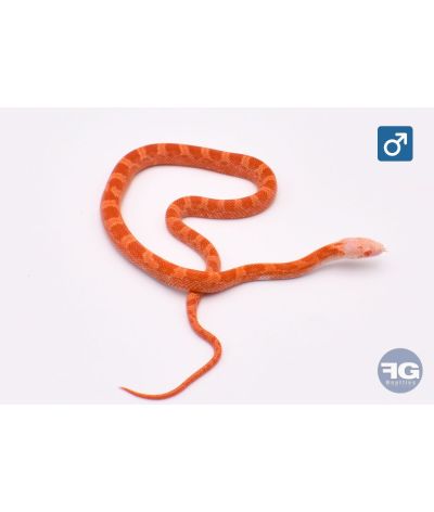 Pantherophis guttatus Hypo Sunkissed Fire Piedsided Mâle
