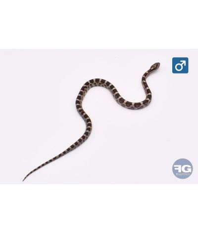 Pantherophis guttatus Anery 100% het Hypo Sunkissed Bloodred Mâle